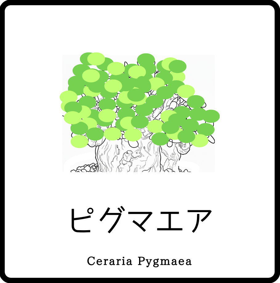 ケラリアピグマエア