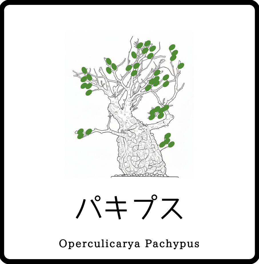 オペルクリカリア・パキプス