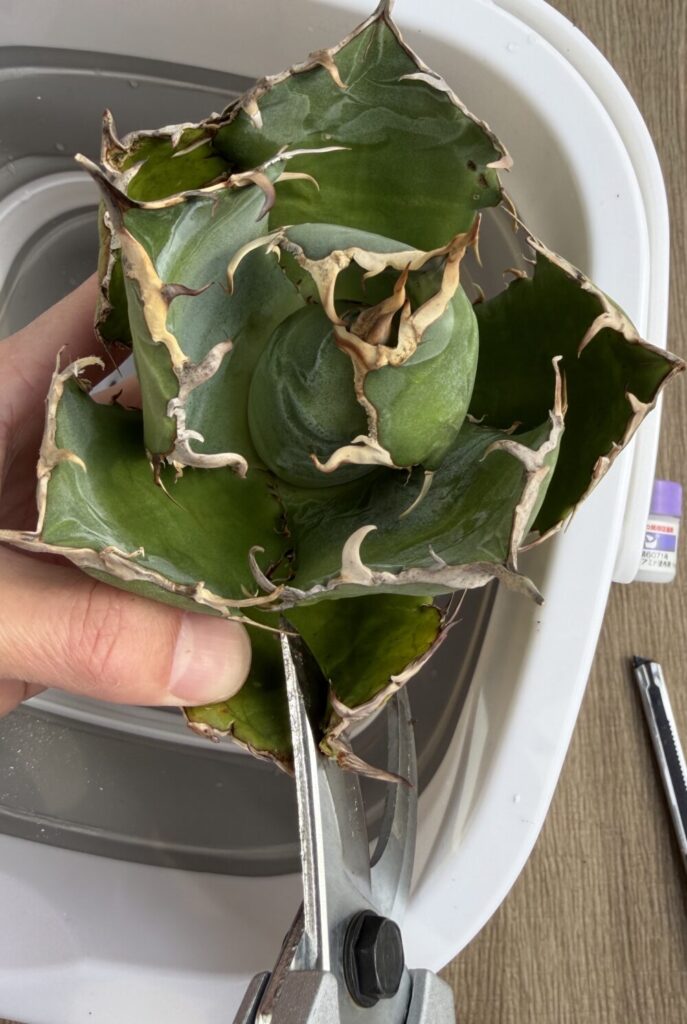 アガベ下葉の整理