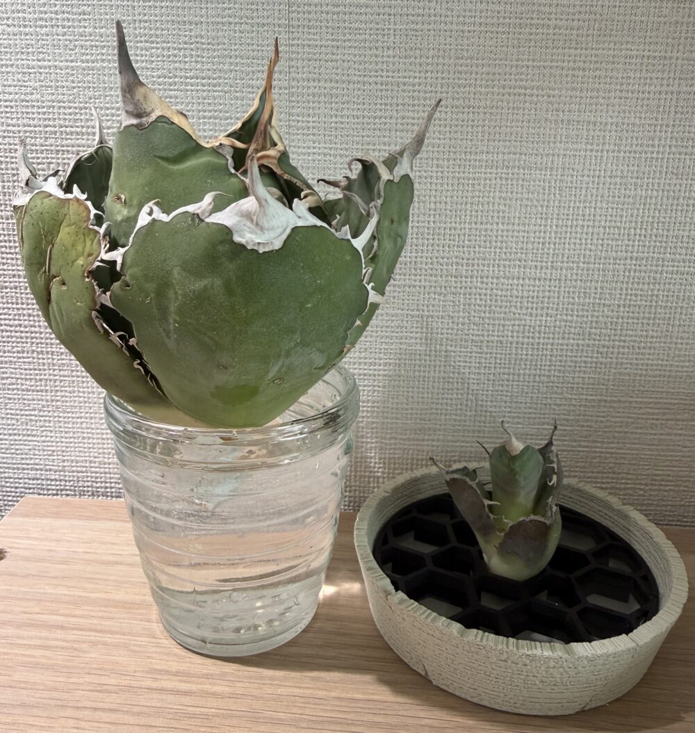 アガベ水耕