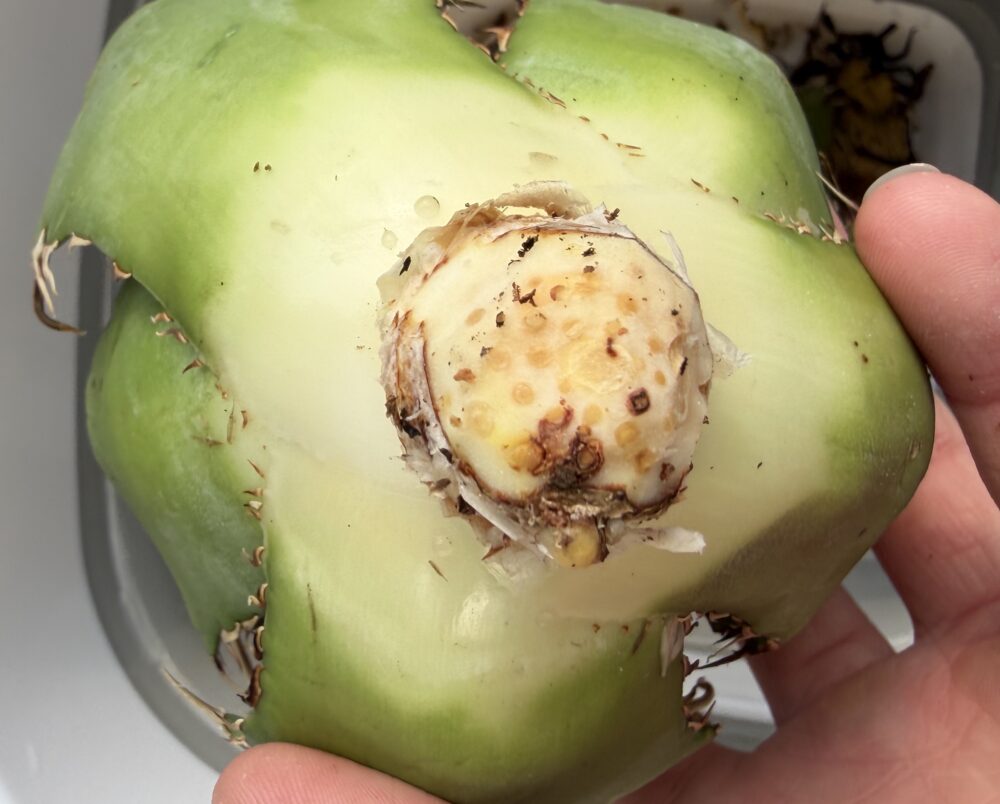 アガベ根の整理後