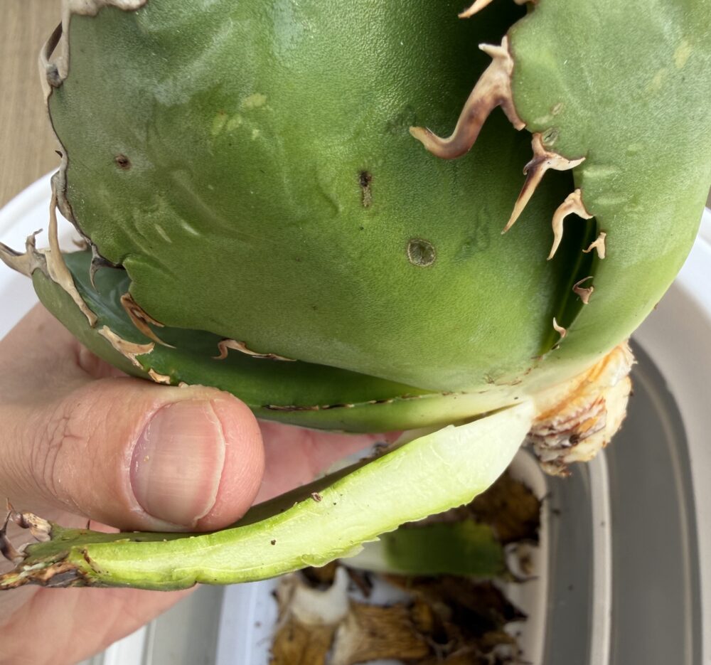 アガベ下葉の整理