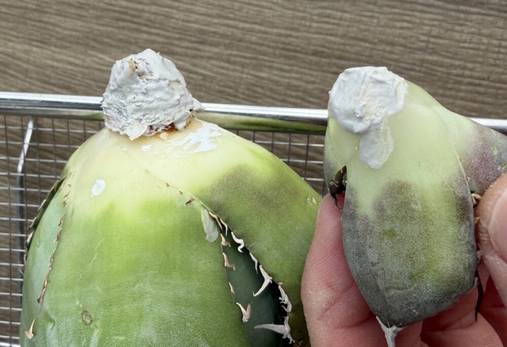 ルートンを乾かす画像