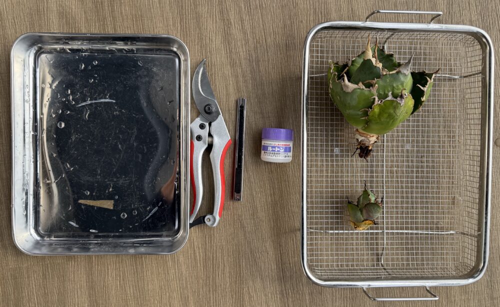 アガベ発根管理に準備するもの写真