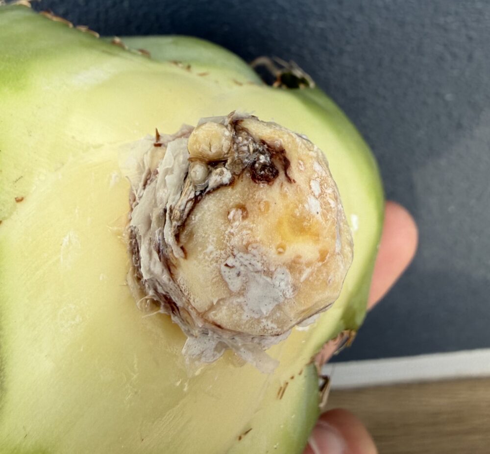 白鯨発根管理1日目