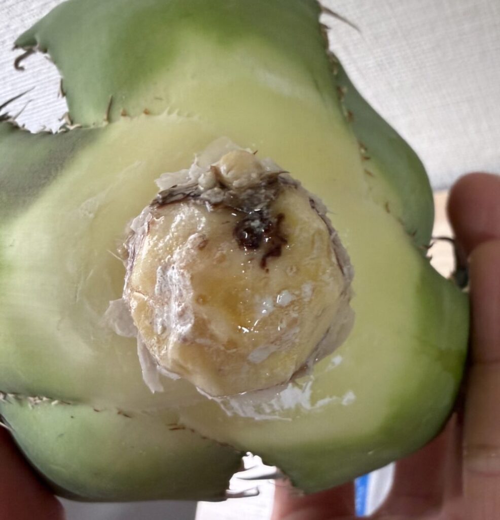 白鯨発根管理2日目