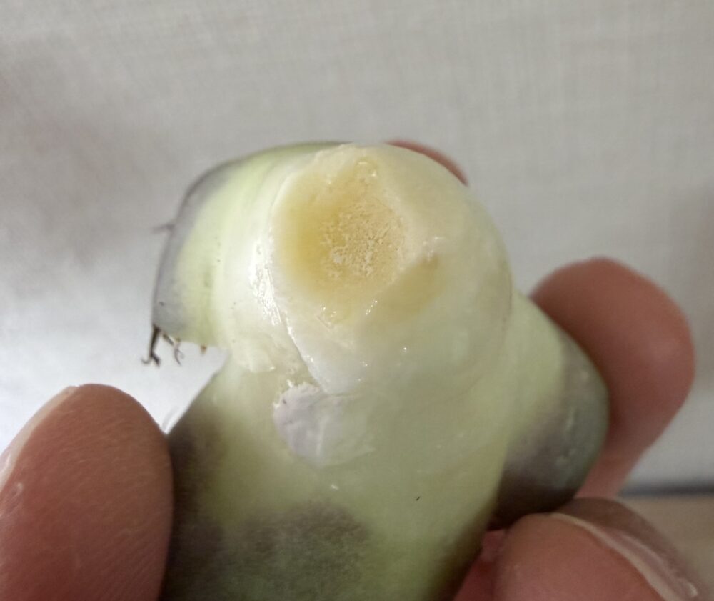 黒豹発根管理2日目