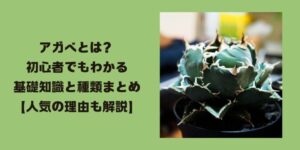 アガベトップ