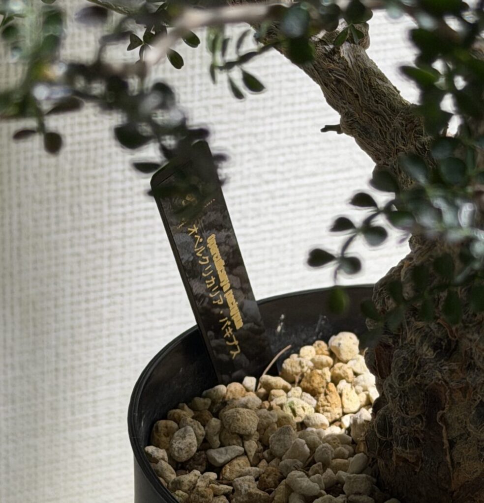 プランツタグを鉢につける