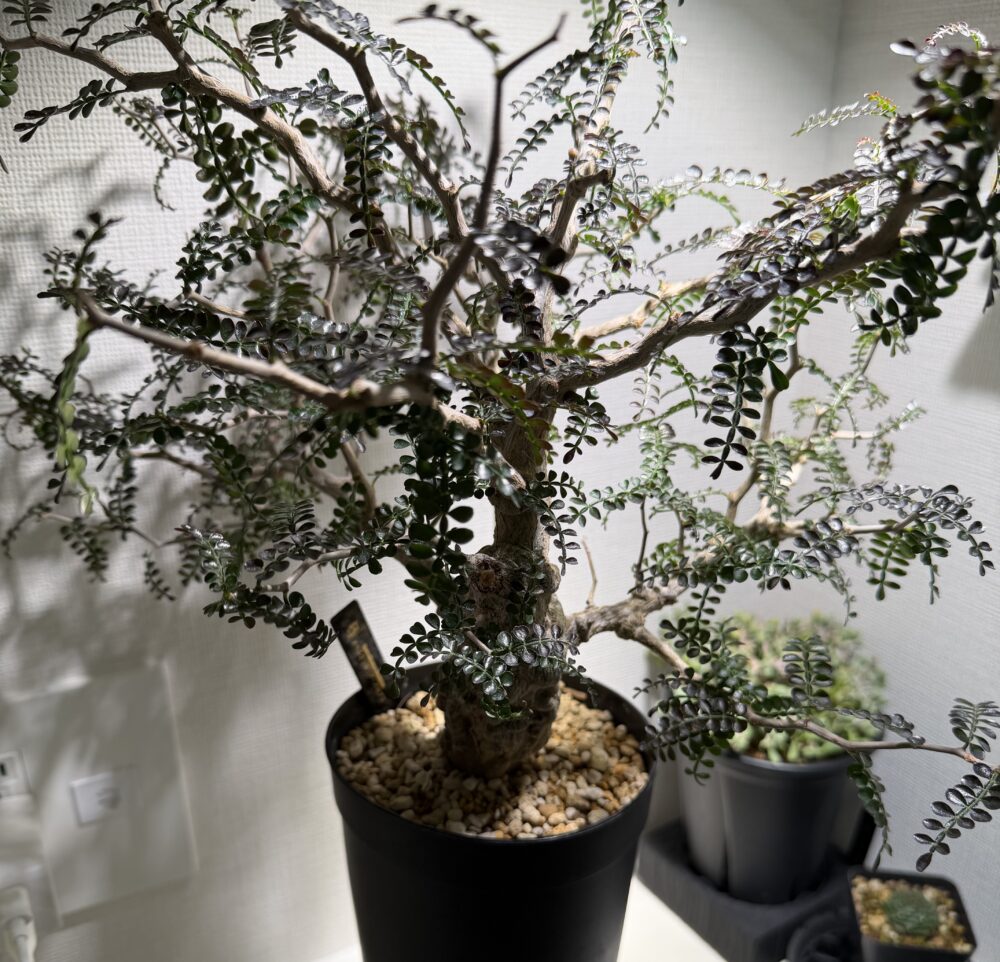 プランツタグを鉢につける