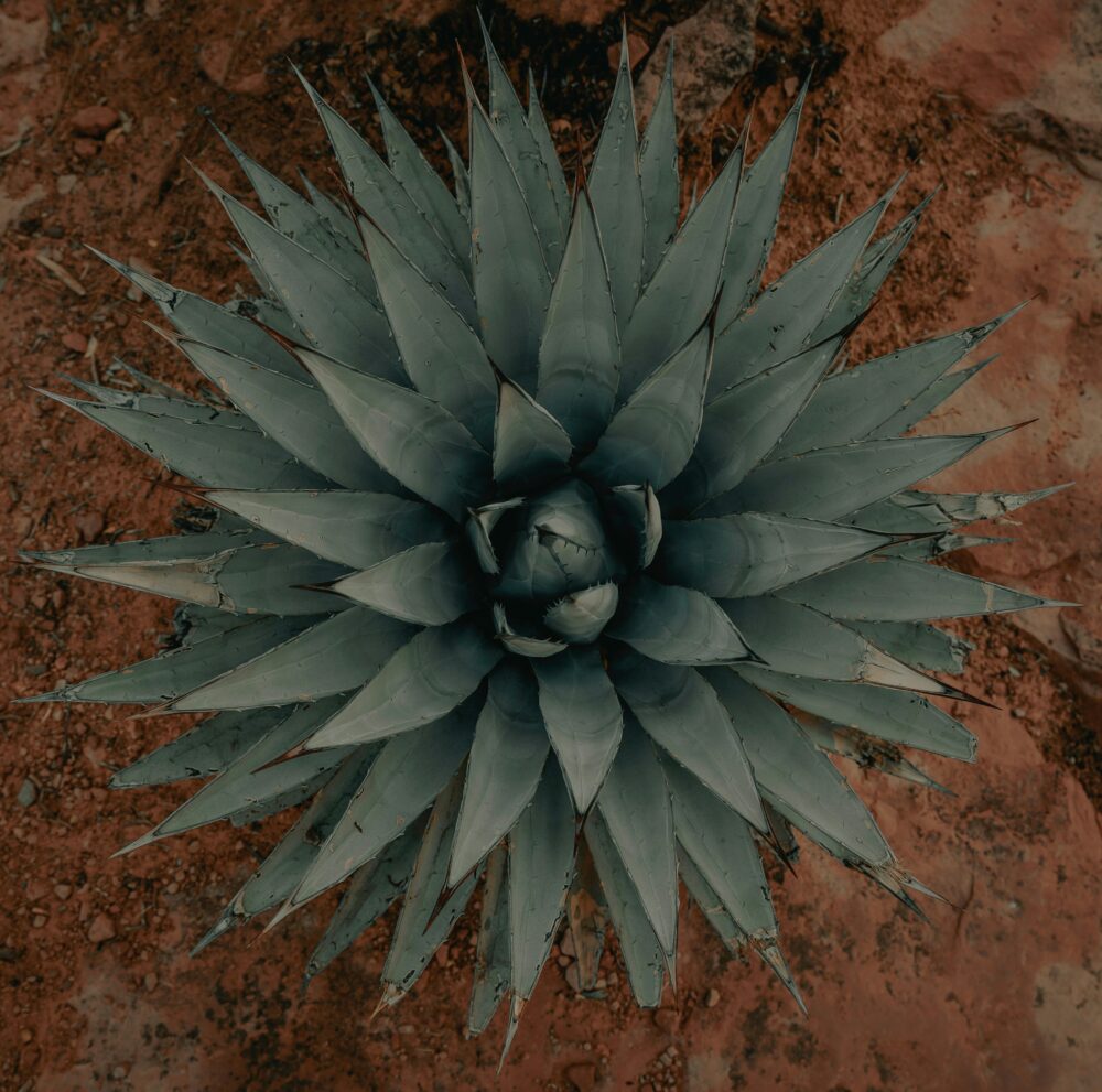 アガベロゼット