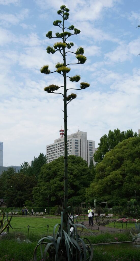 アガベ花茎と花
