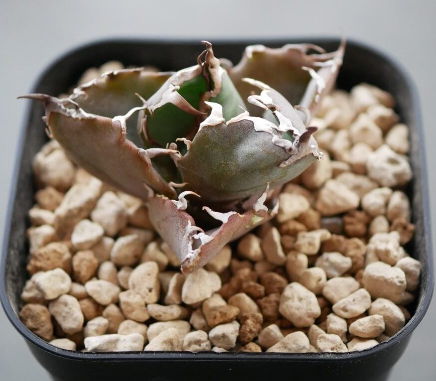 アガベストレスカラー