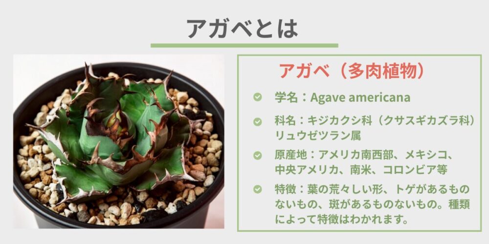 アガベとは