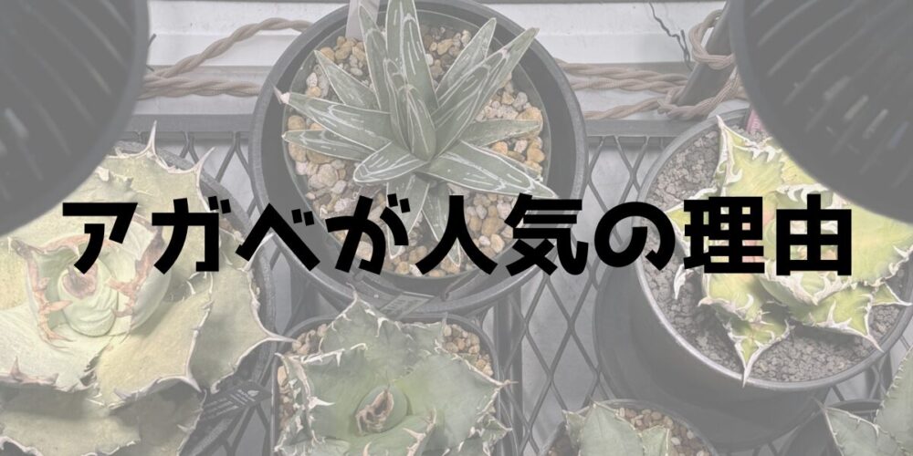 アガベが人気の理由