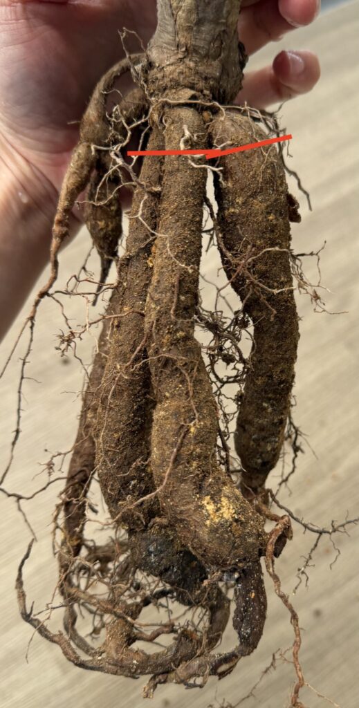 パキプスの根（パワータンク）の切断位置を赤線で示した写真