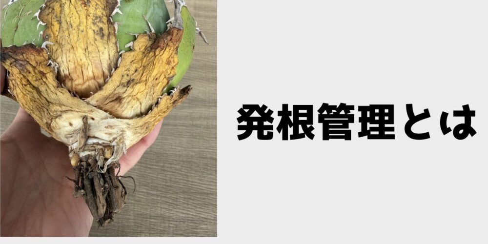 発根管理とは