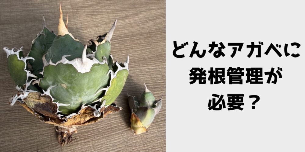 どんなアガベに発根管理が必要？