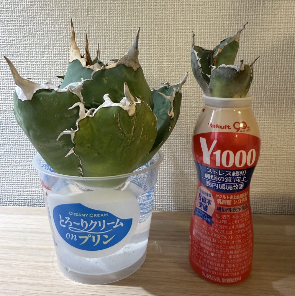 アガベの発根までの期間（実際の写真）