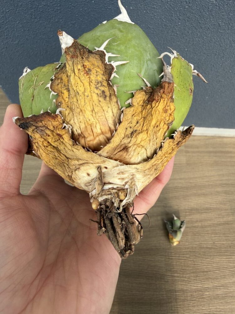 アガベの根の整理前画像