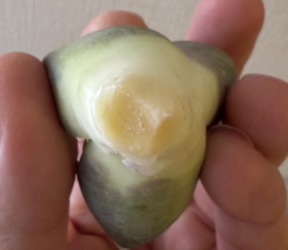 黒豹発根管理3日目