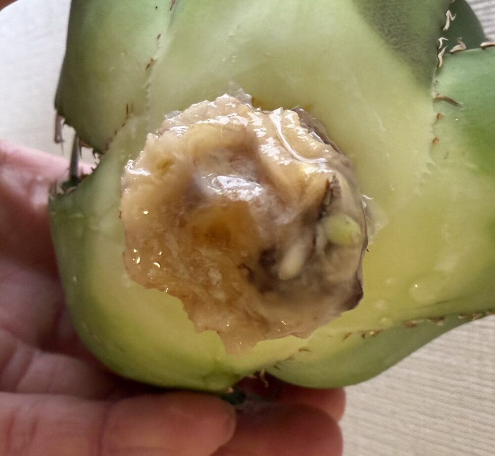 白鯨発根管理12日目