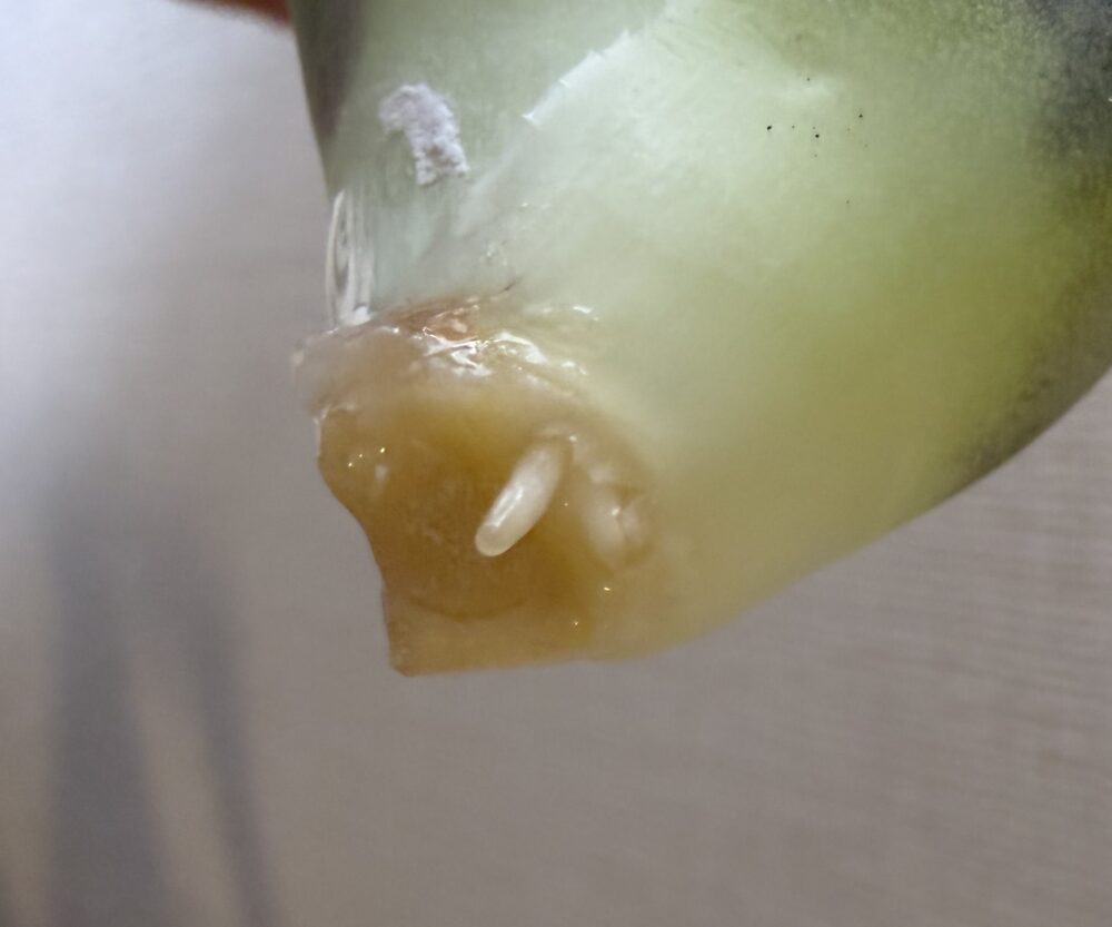 黒豹発根管理12日目