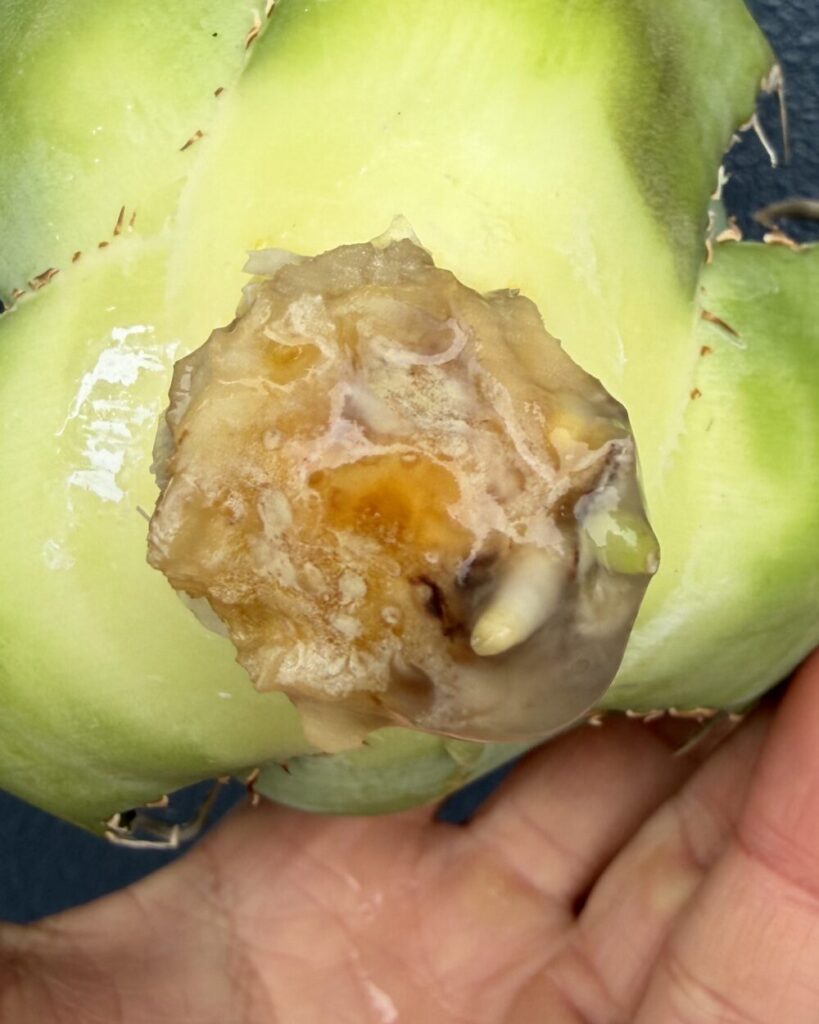 白鯨発根管理13日目