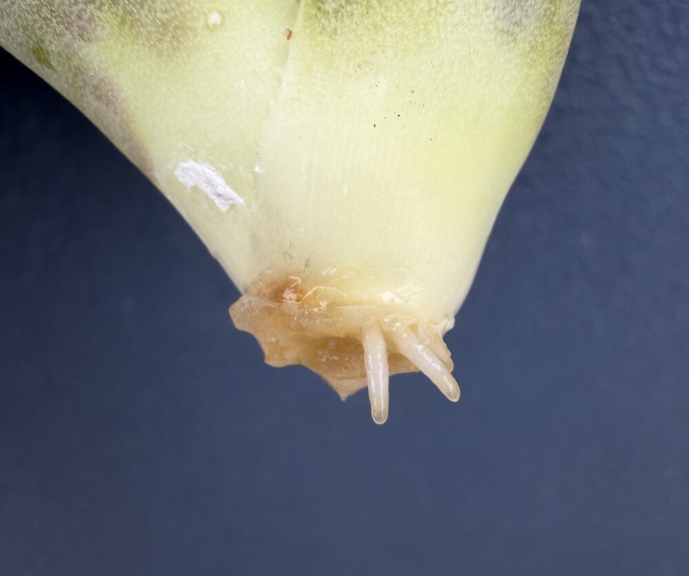 黒豹発根管理13日目