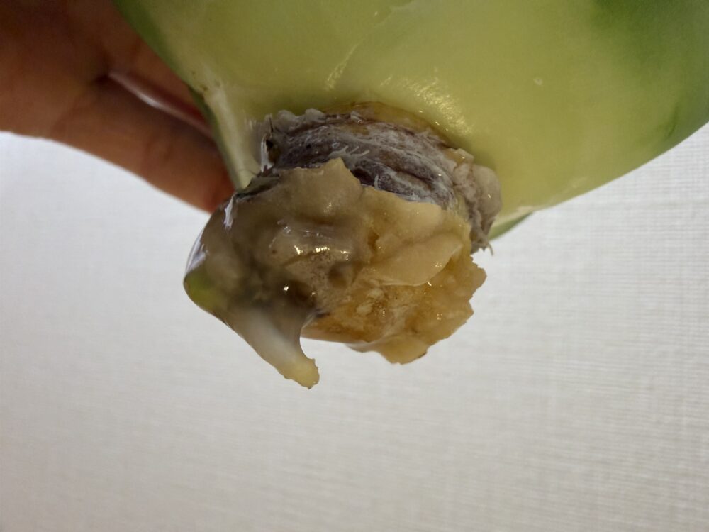 白鯨発根管理14日目