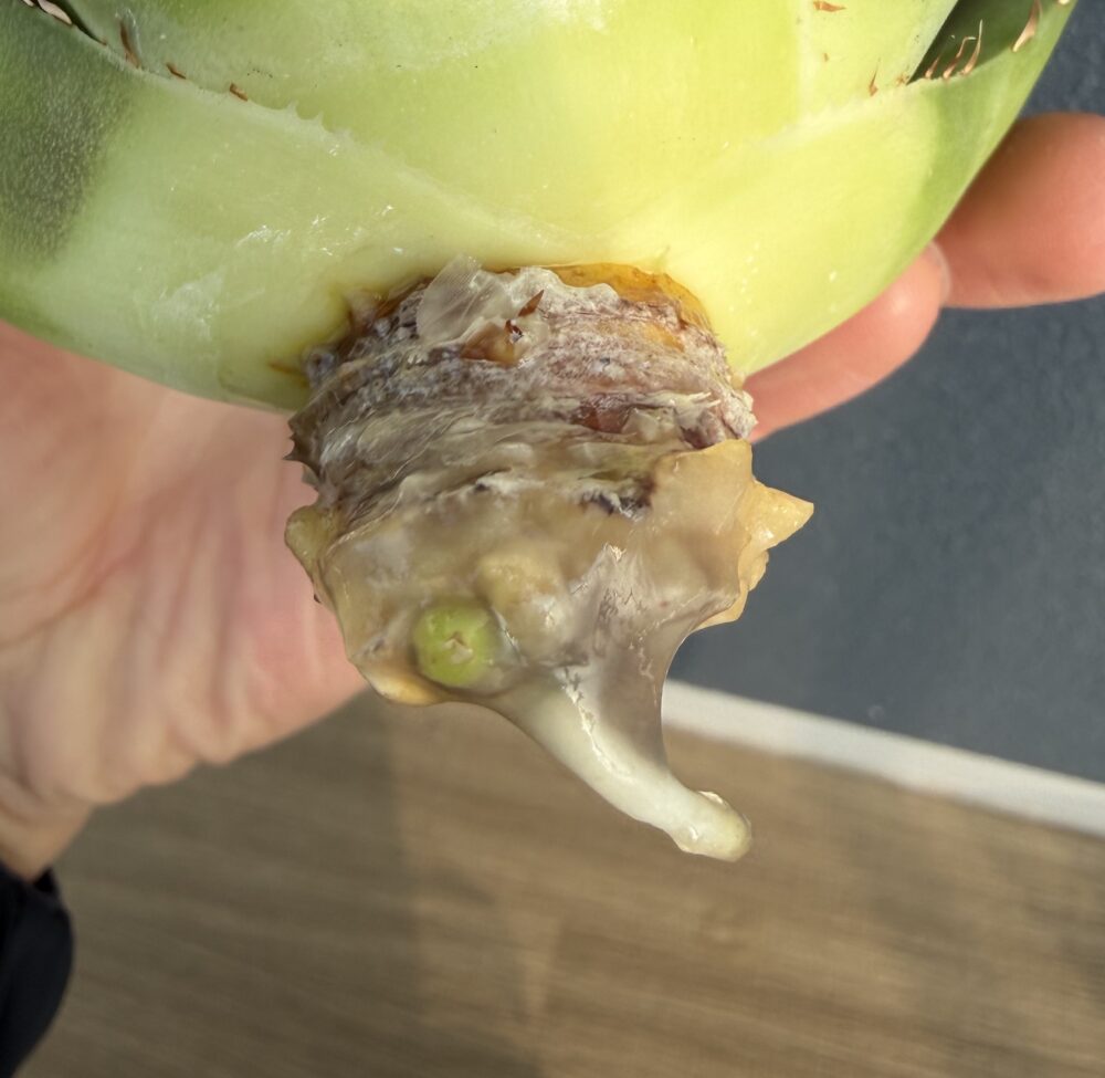 白鯨発根管理15日目