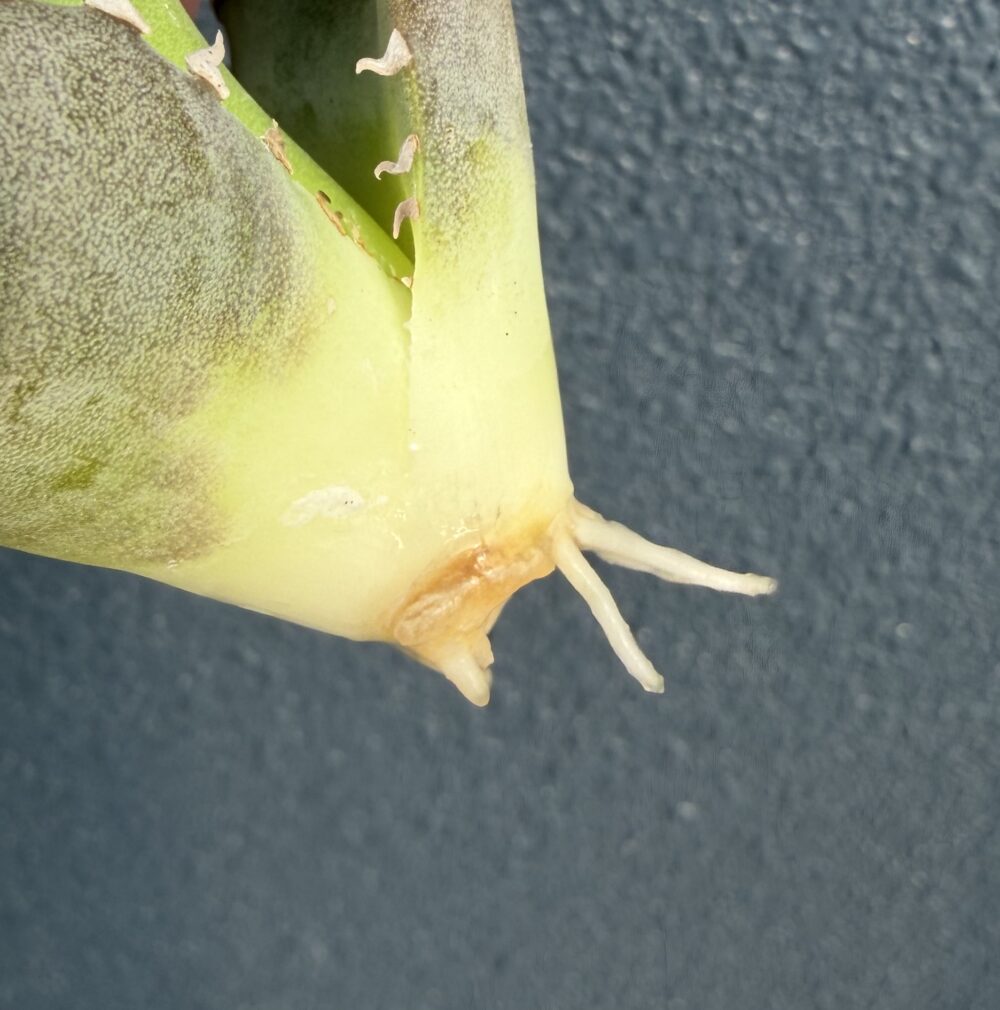 黒豹発根管理15日目