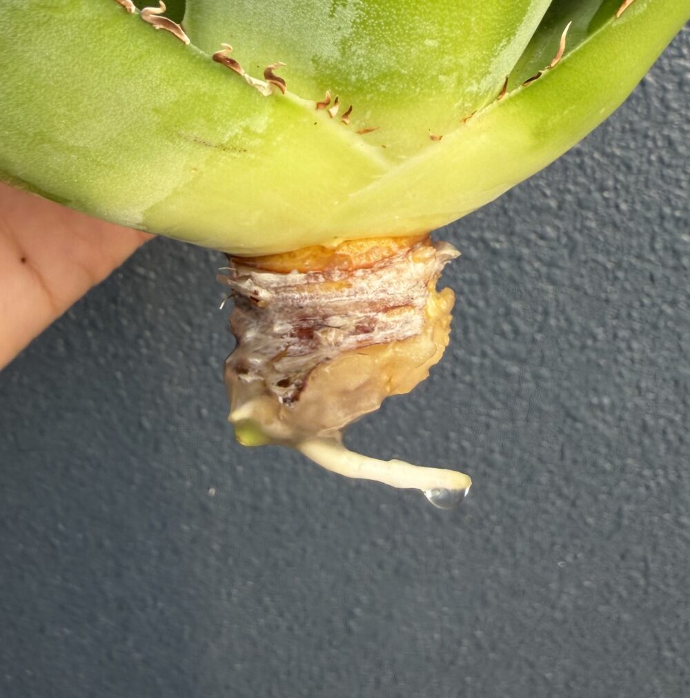 白鯨発根管理16日目