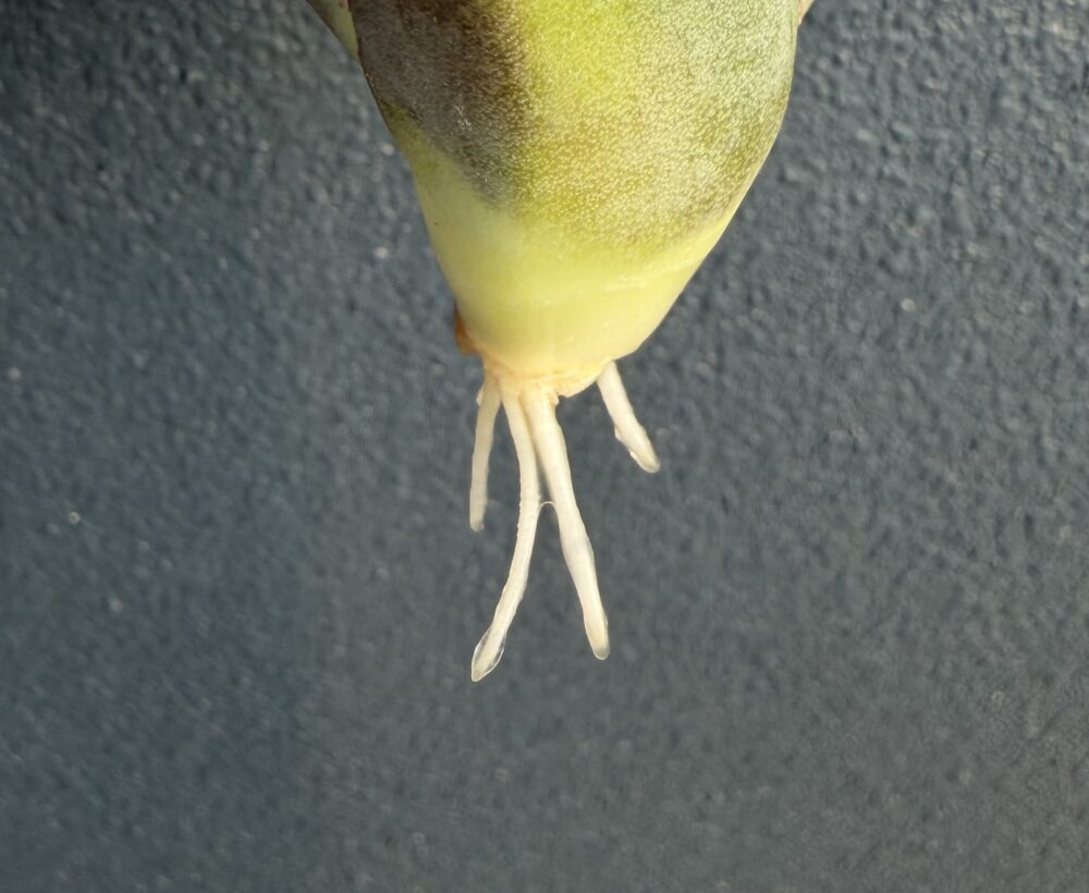 黒豹発根管理16日目