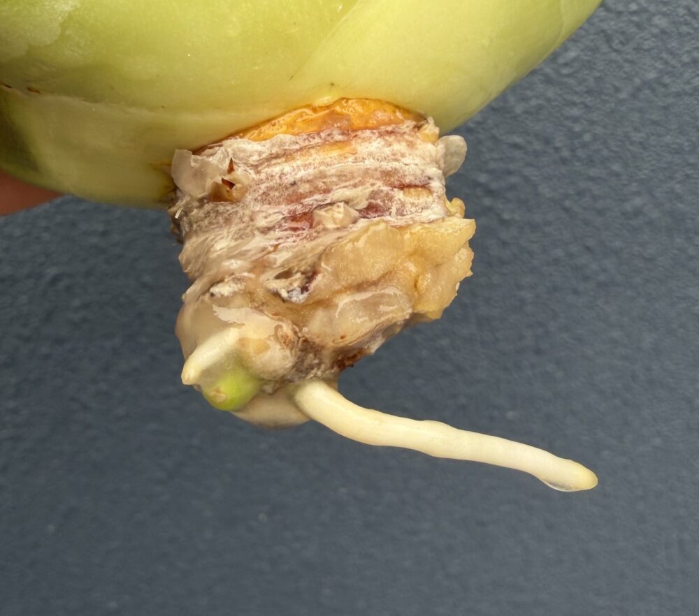 白鯨発根管理17日目