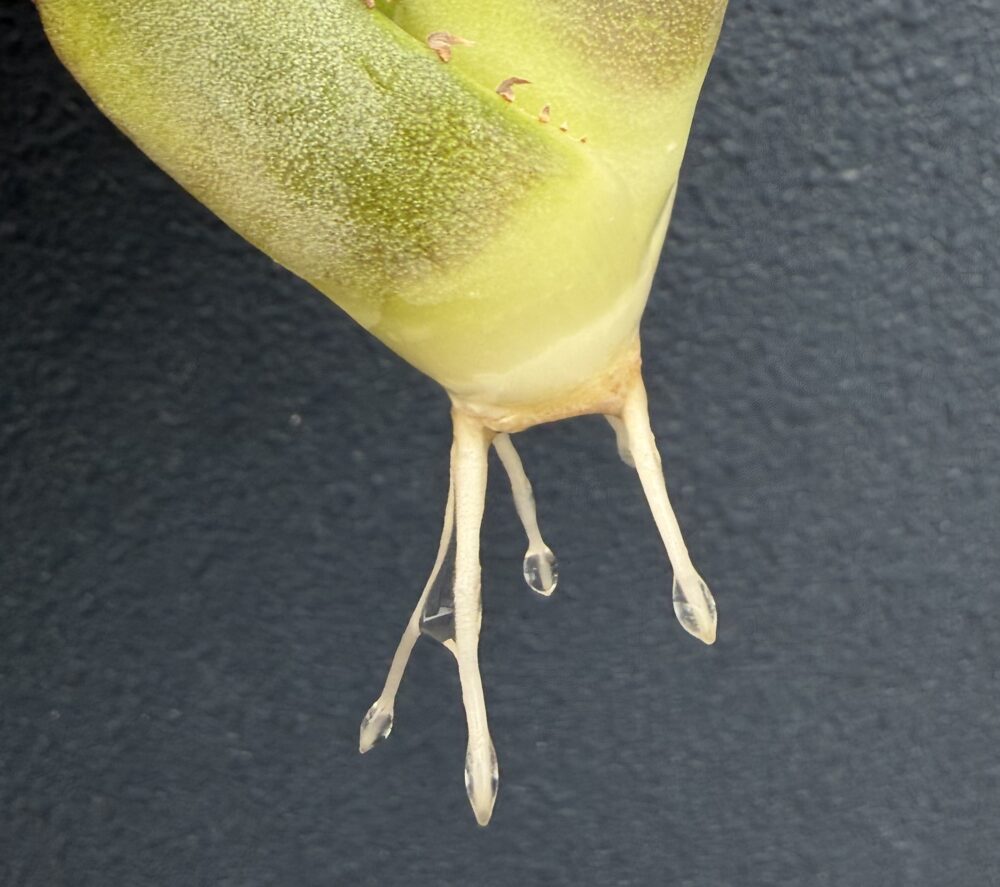 黒豹発根管理17日目