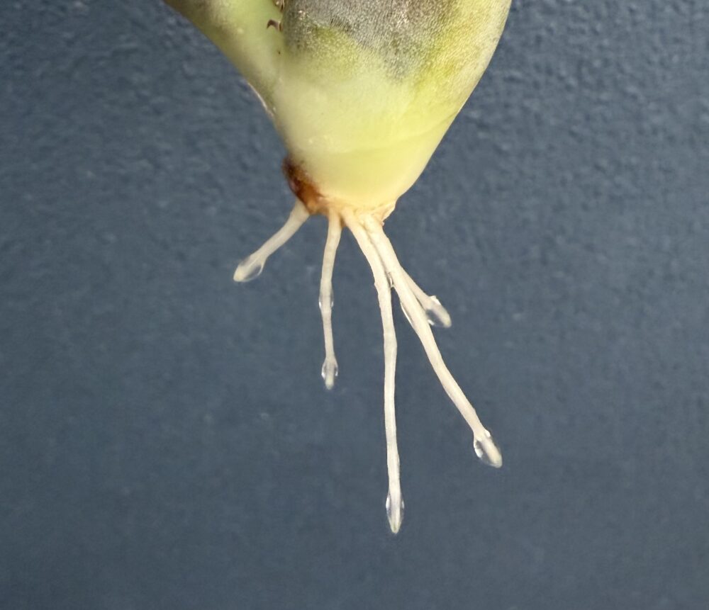 黒豹発根管理18日目