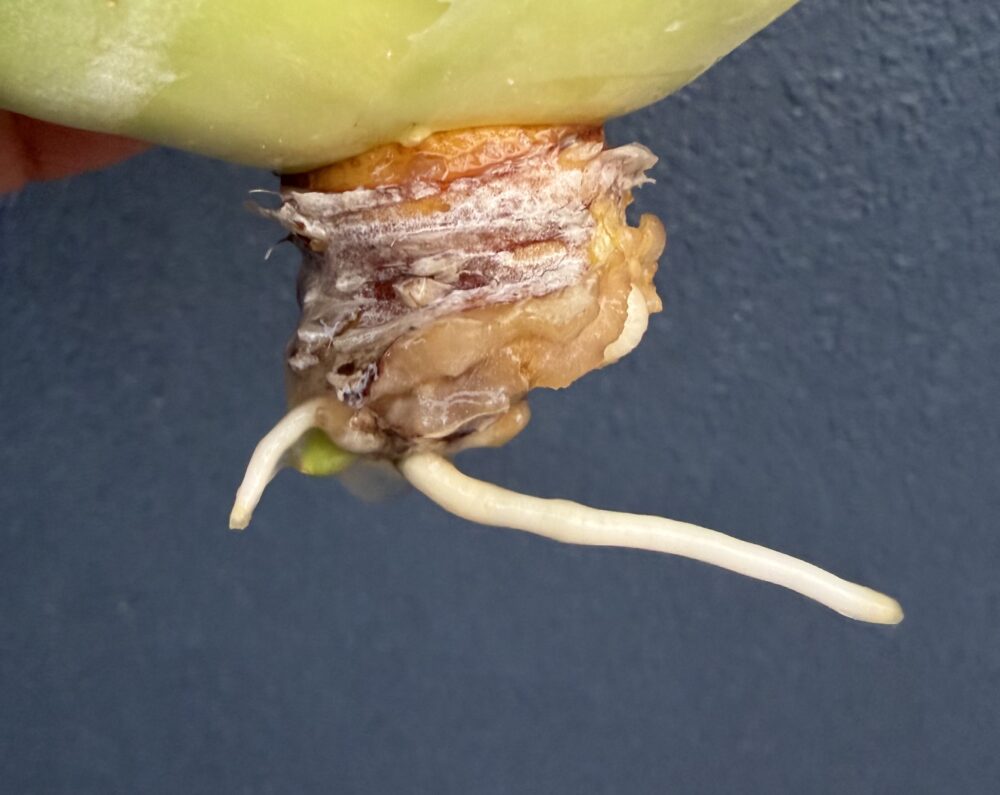 白鯨発根管理18日目