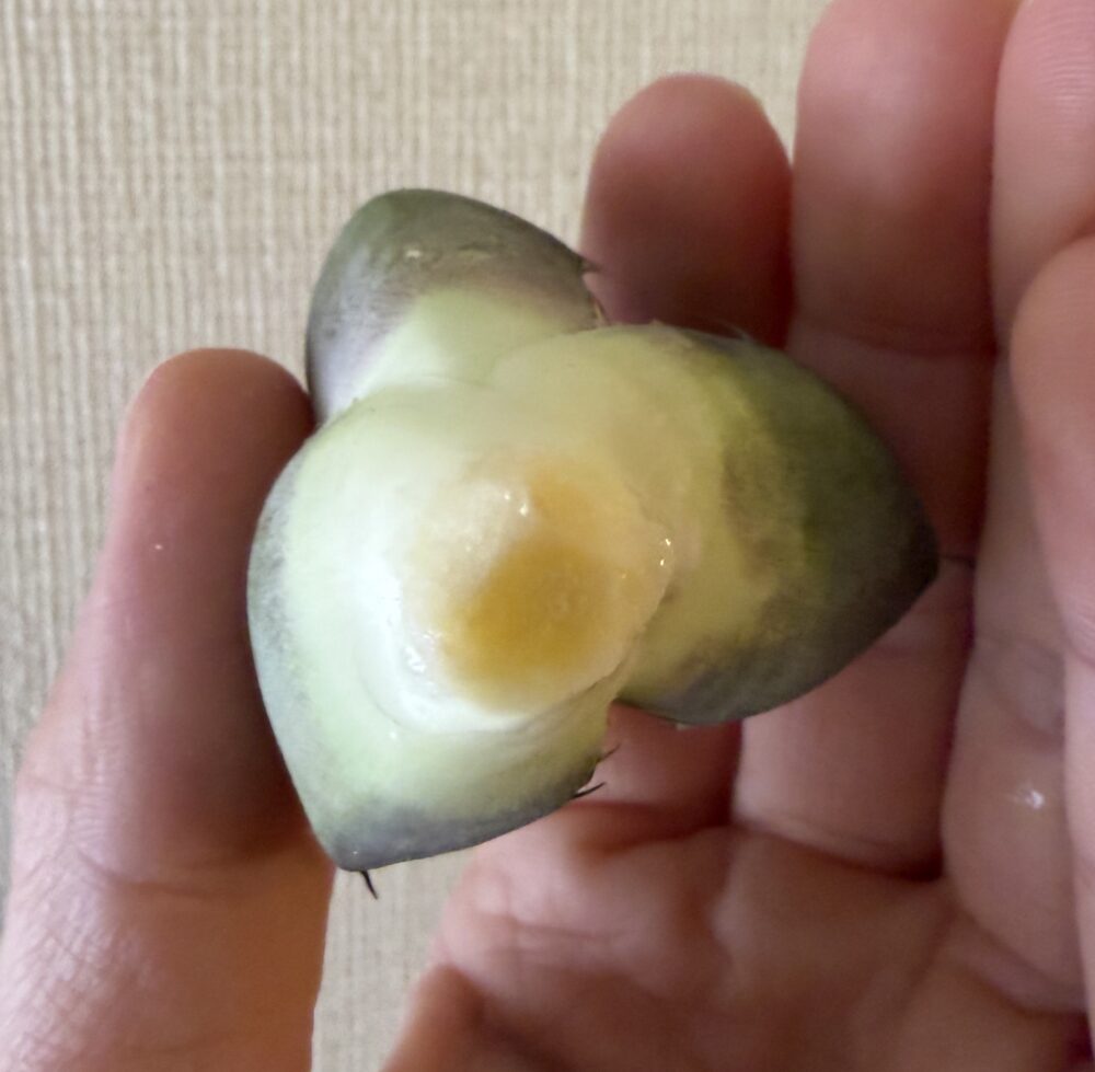 黒豹発根管理14日目