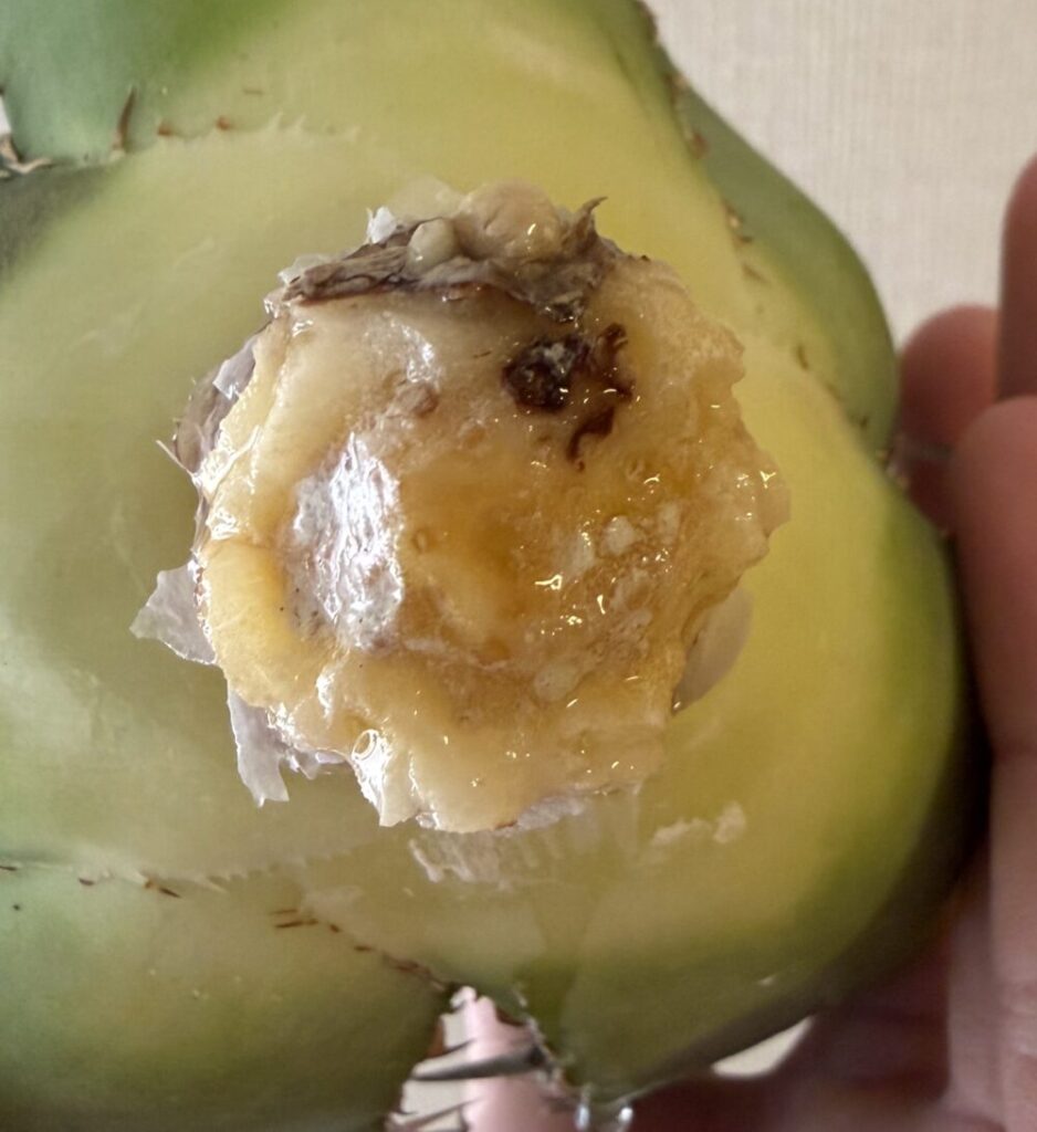 白鯨発根管理4日目