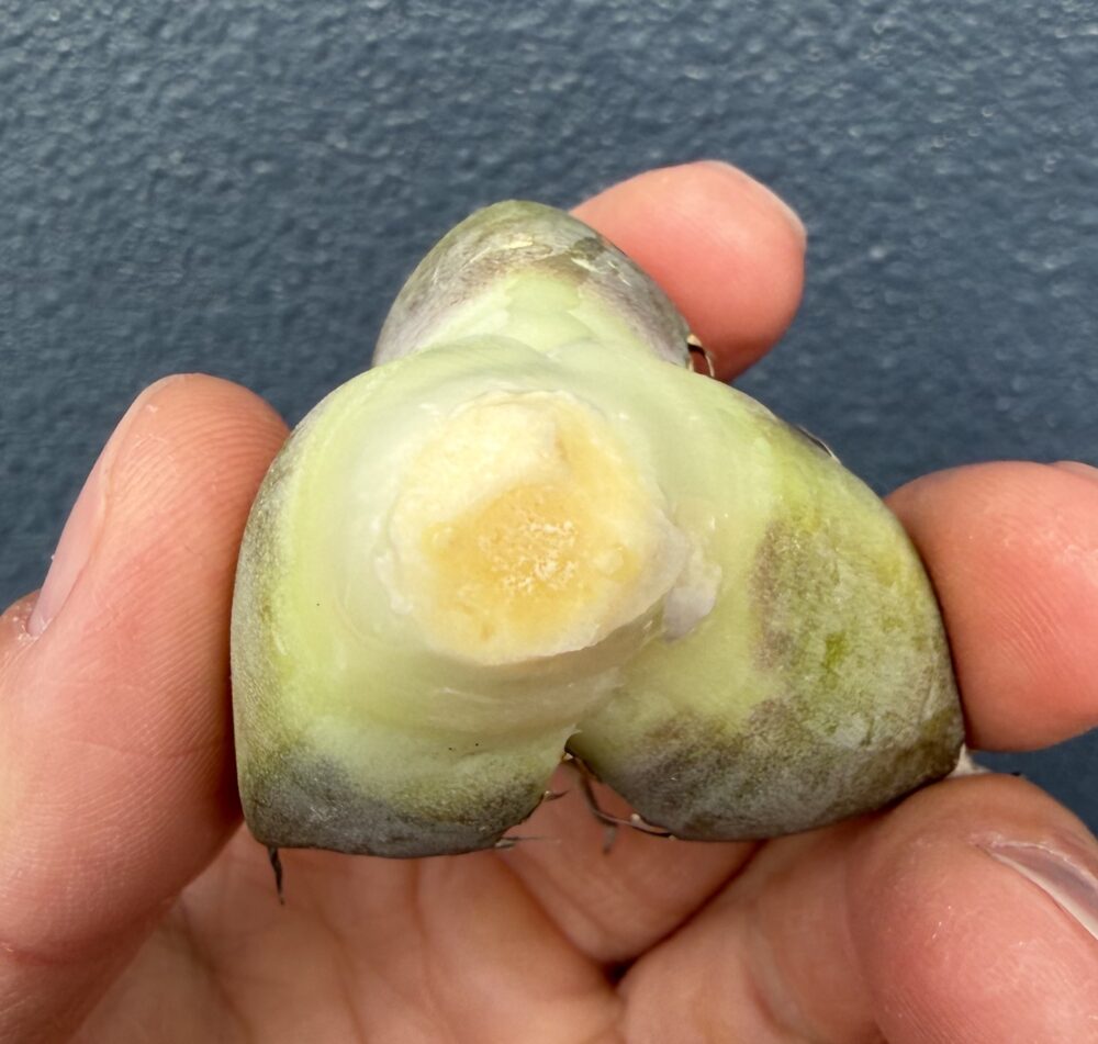 黒豹発根管理5日目