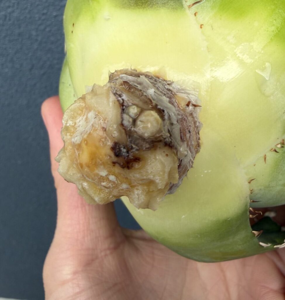 白鯨発根管理5日目