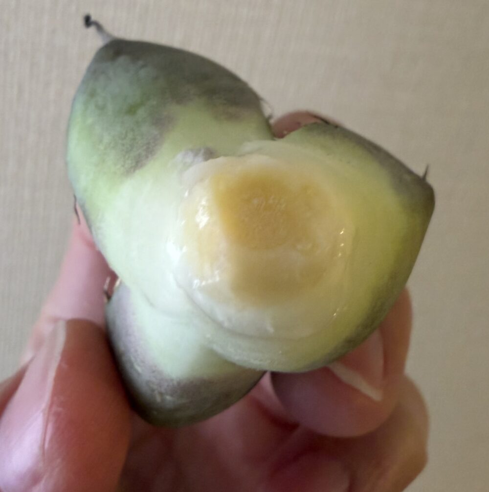 黒豹発根管理5日目