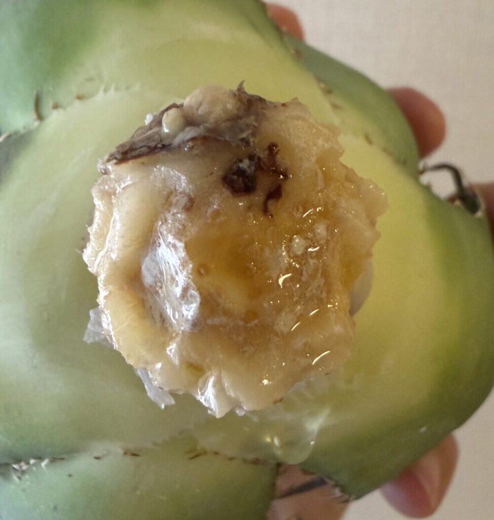 白鯨発根管理6日目