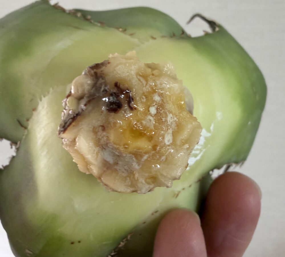 白鯨発根管理67日目