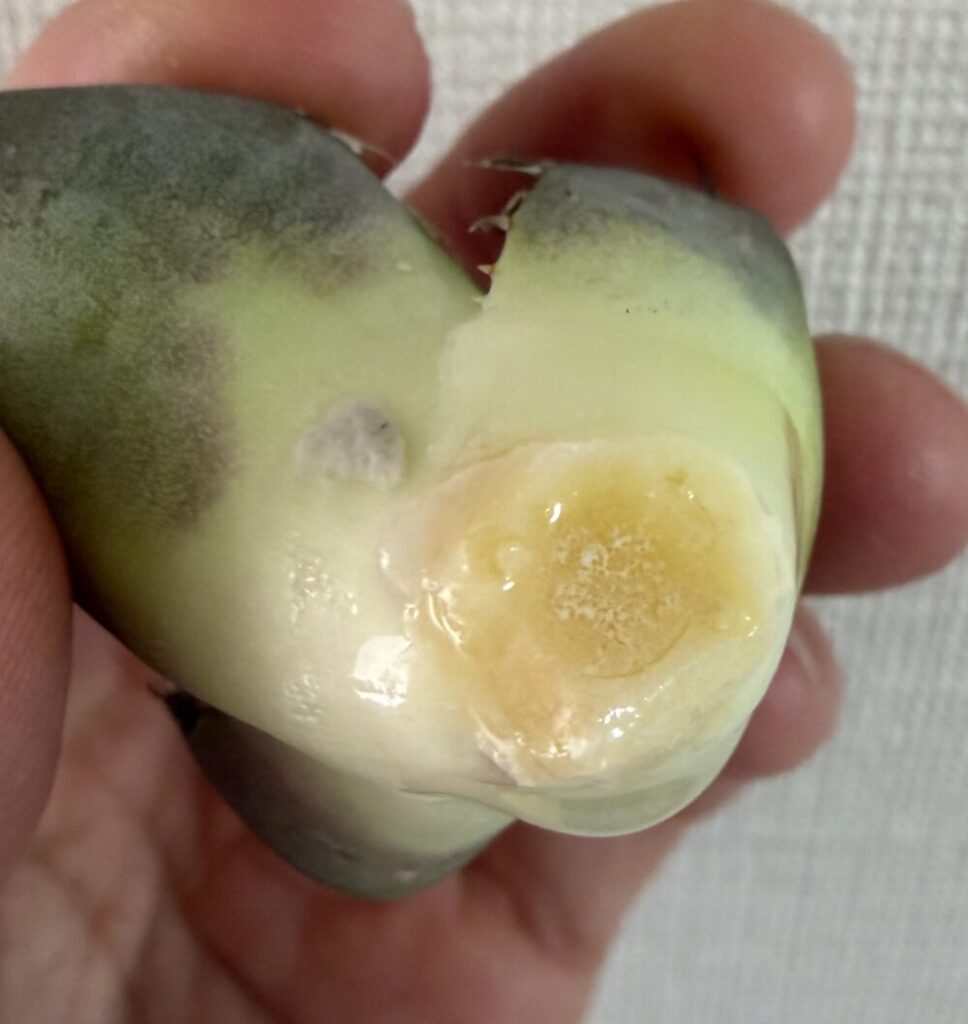 黒豹発根管理7日目