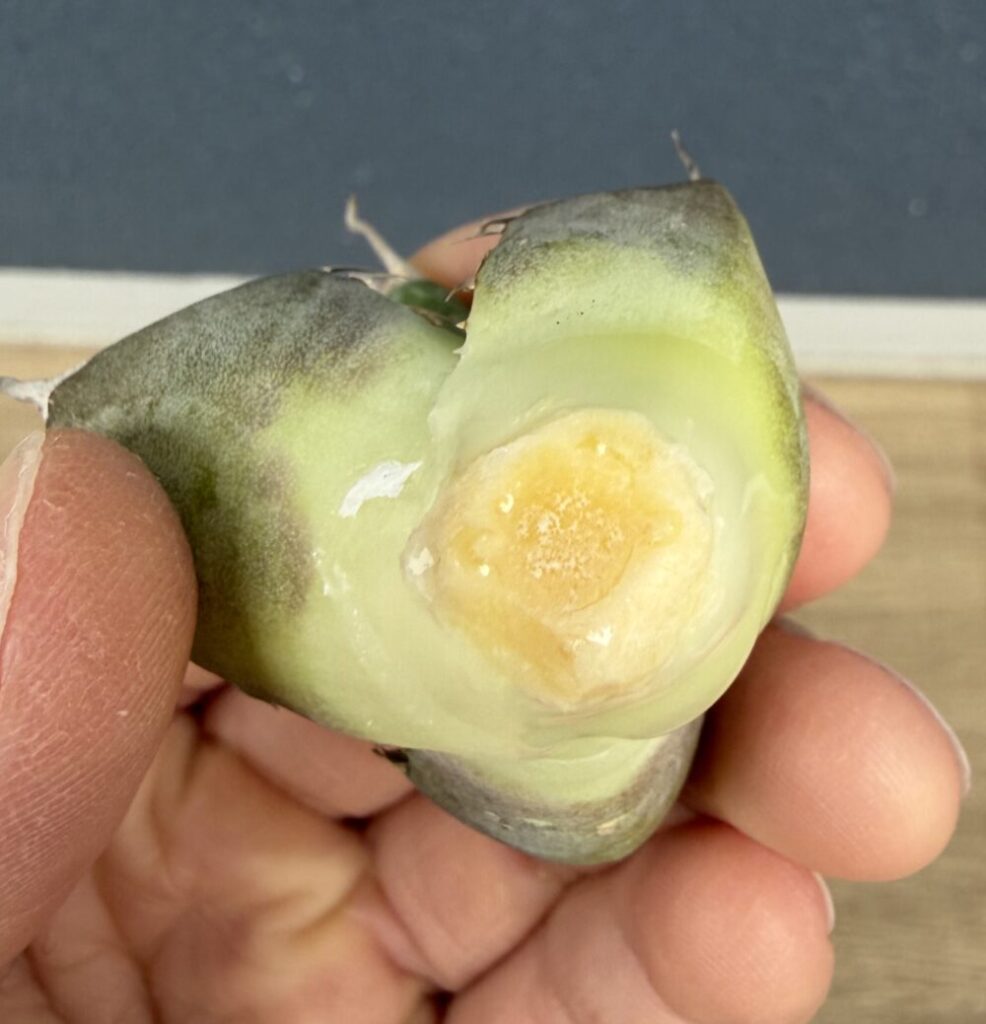 黒豹発根管理8日目