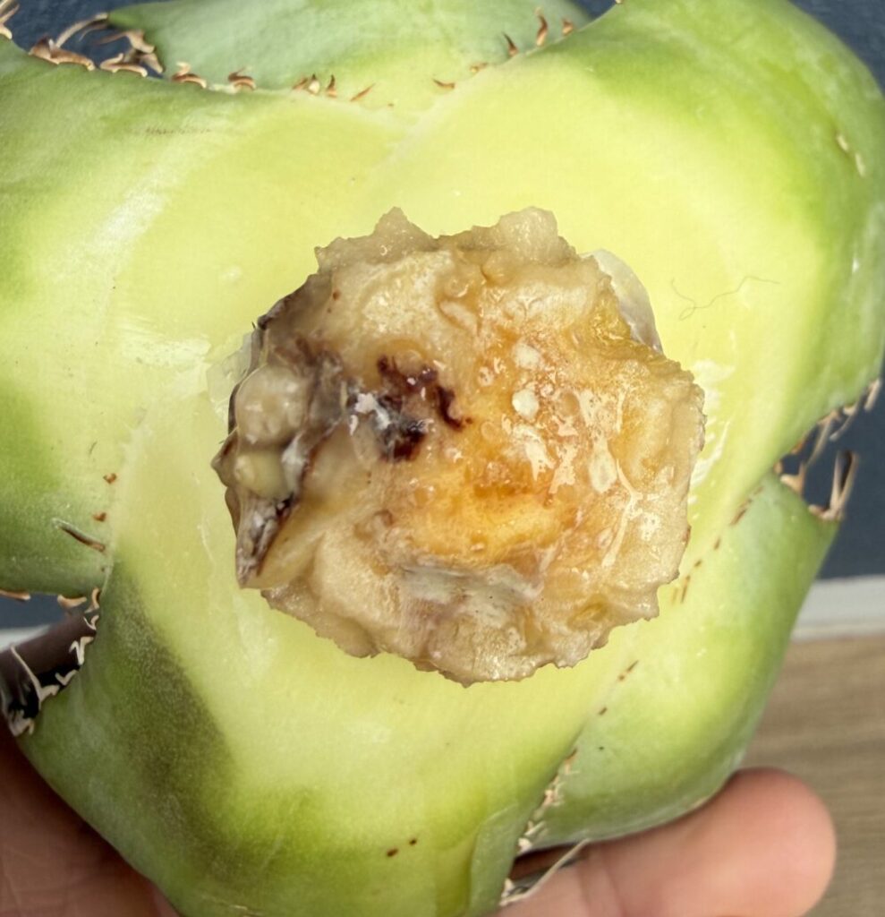 白鯨発根管理8日目