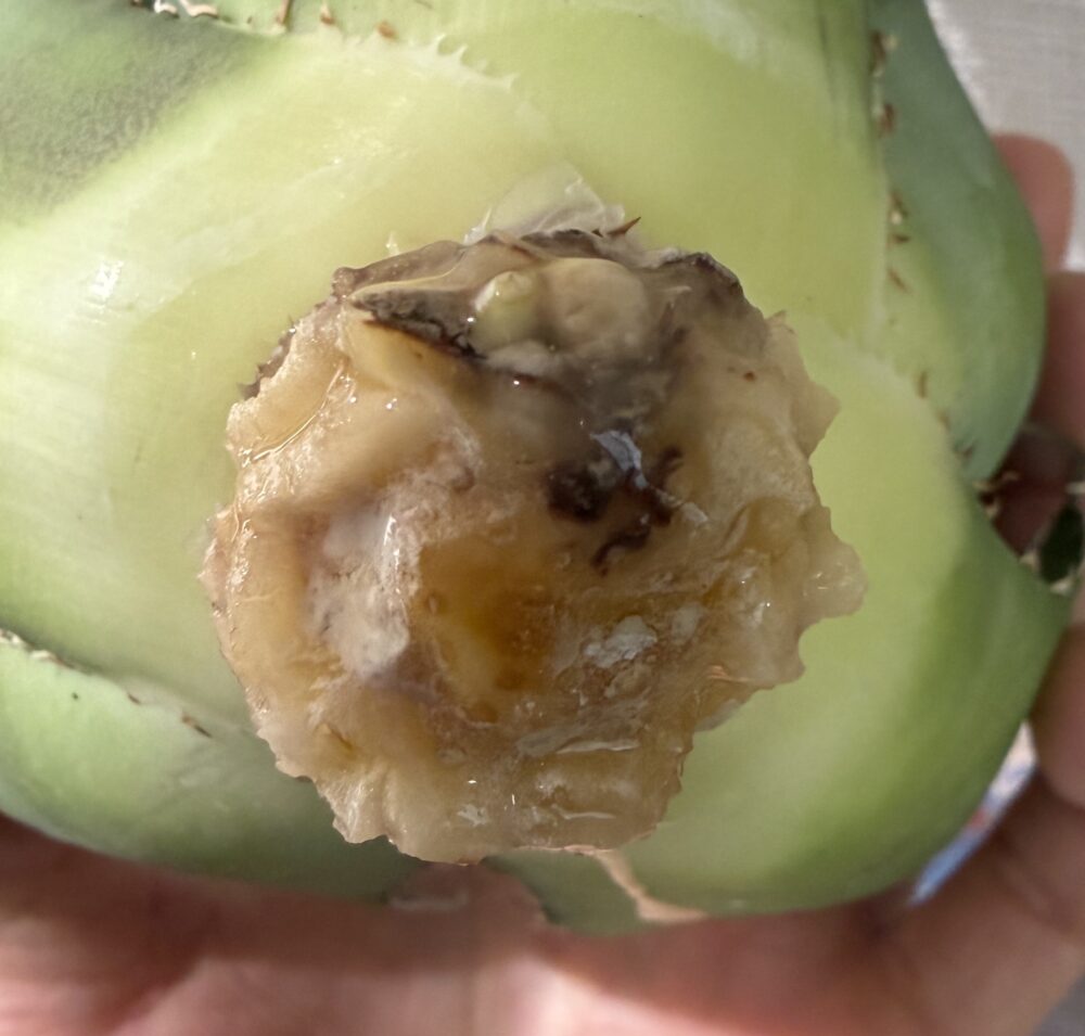 白鯨発根管理9日目