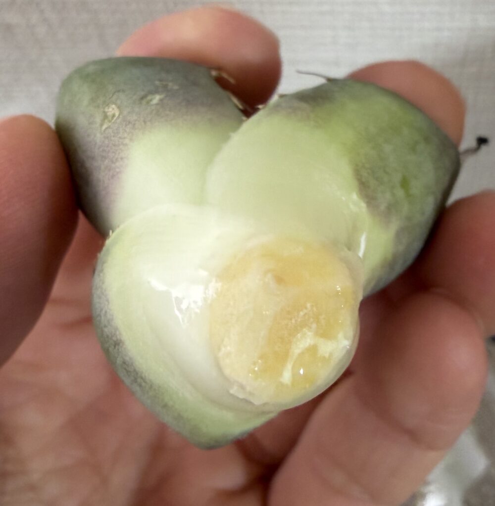 黒豹発根管理9日目